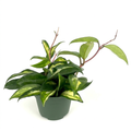 Hoya Krimson Princess with cream-centered green leaves and reddish vines in a 4-inch nursery pot on a white studio background
