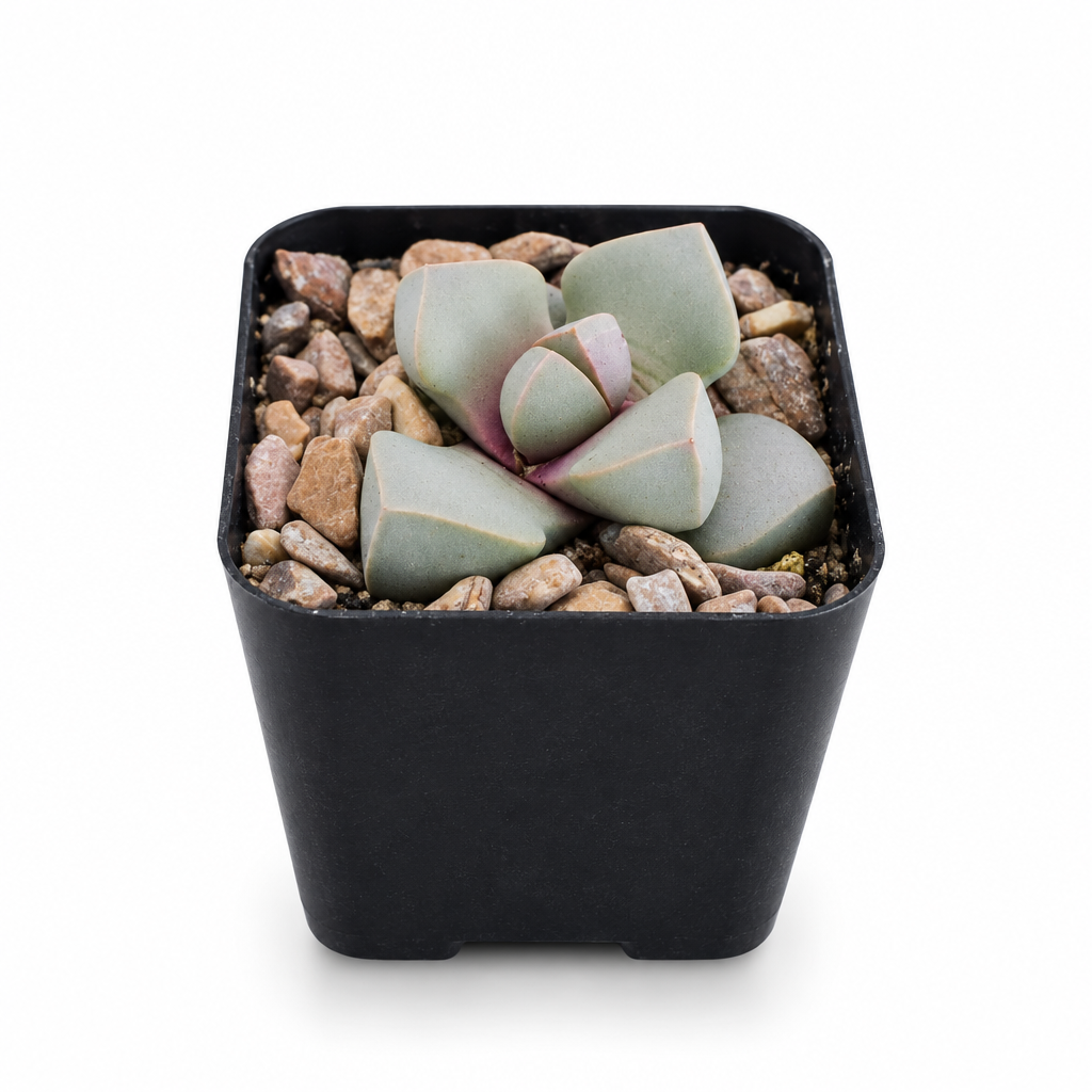 Karoo Split Rock Lapidaria margaretae in a black grow pot on a white background