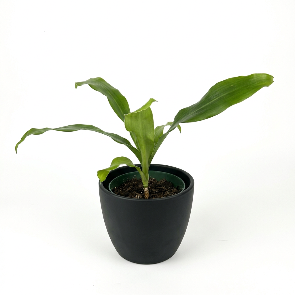 Dracaena Dhara Singh styled in a black 4.7-inch BASEL planter on white; decorative planter sold separately