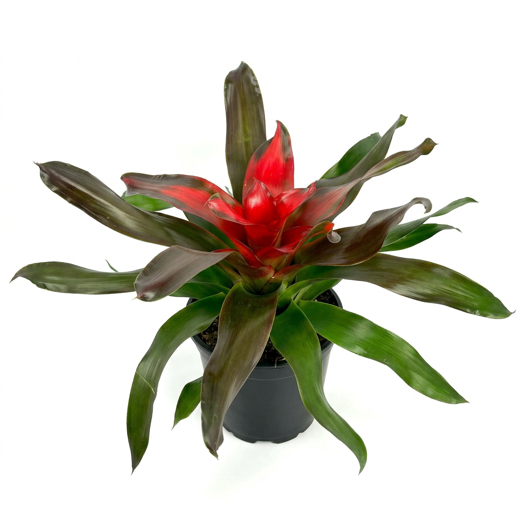 Neoregelia Medusa with arching green leaves and a red center in a 6-inch nursery pot against a white background