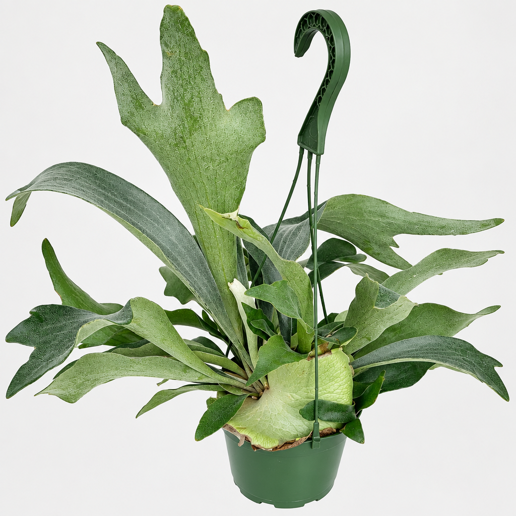 Close view of staghorn fern branching fronds and basal shield in hanging pot