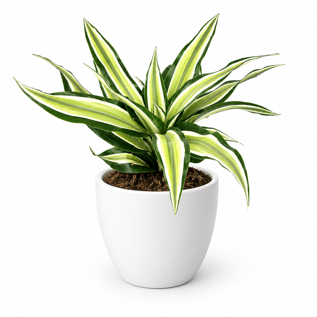 Dracaena Malaika styled in a separately sold white Basel planter against a white background