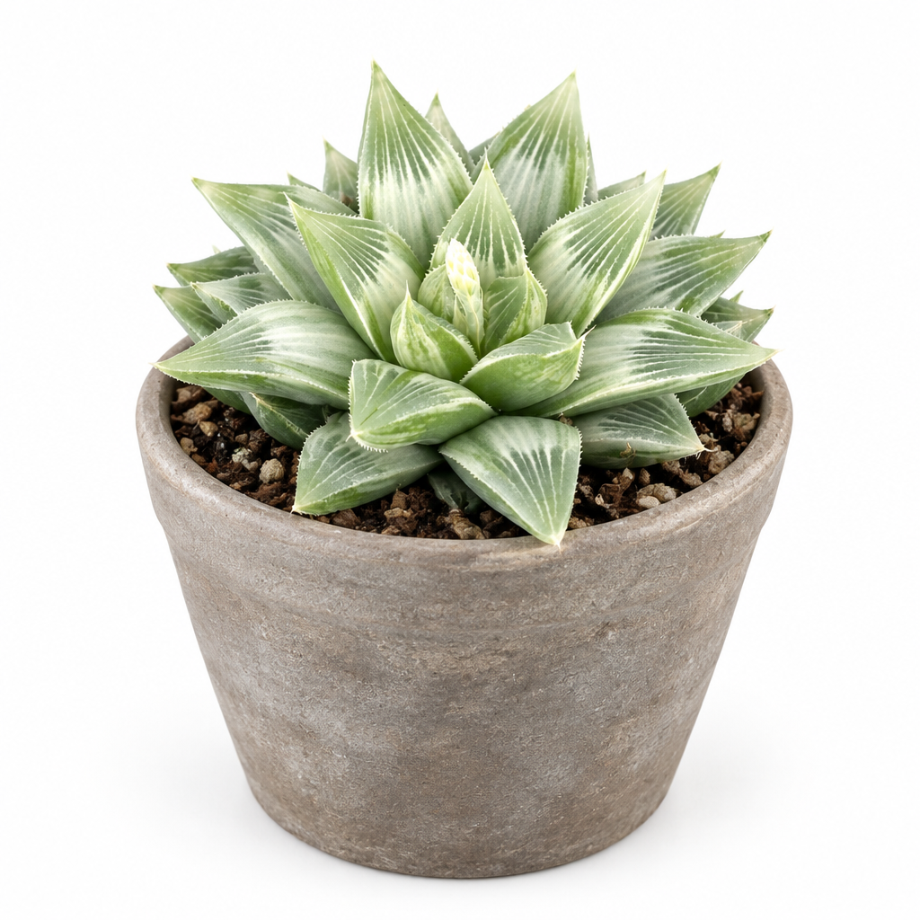 White Ghost Haworthia cluster planted directly in a gray-taupe terracotta pot on a white background