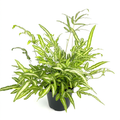 Pteris Albo fern with cream-striped green fronds in a 6-inch nursery pot against a white background