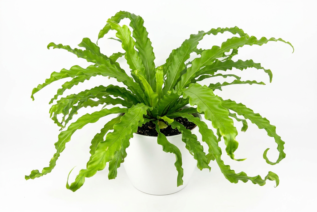 Victoria Bird’s Nest Fern styled in a white BASEL planter on a white background; decorative planter sold separately