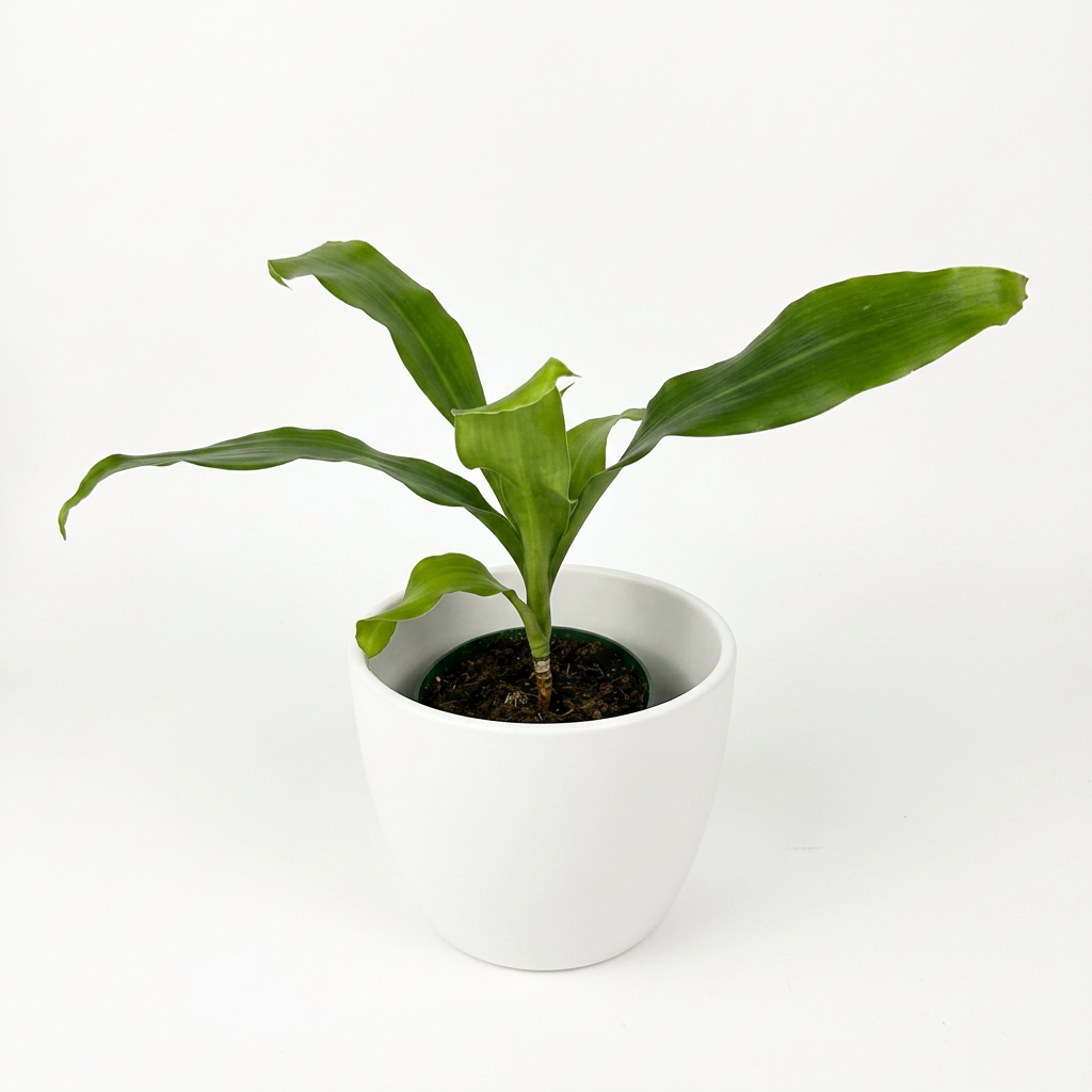 Dracaena Dhara Singh styled in a white 4.7-inch BASEL planter on white; decorative planter sold separately