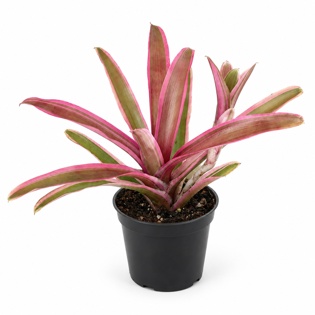 Pink-edged Neoregelia Donger rosette in black 4-inch nursery pot on white