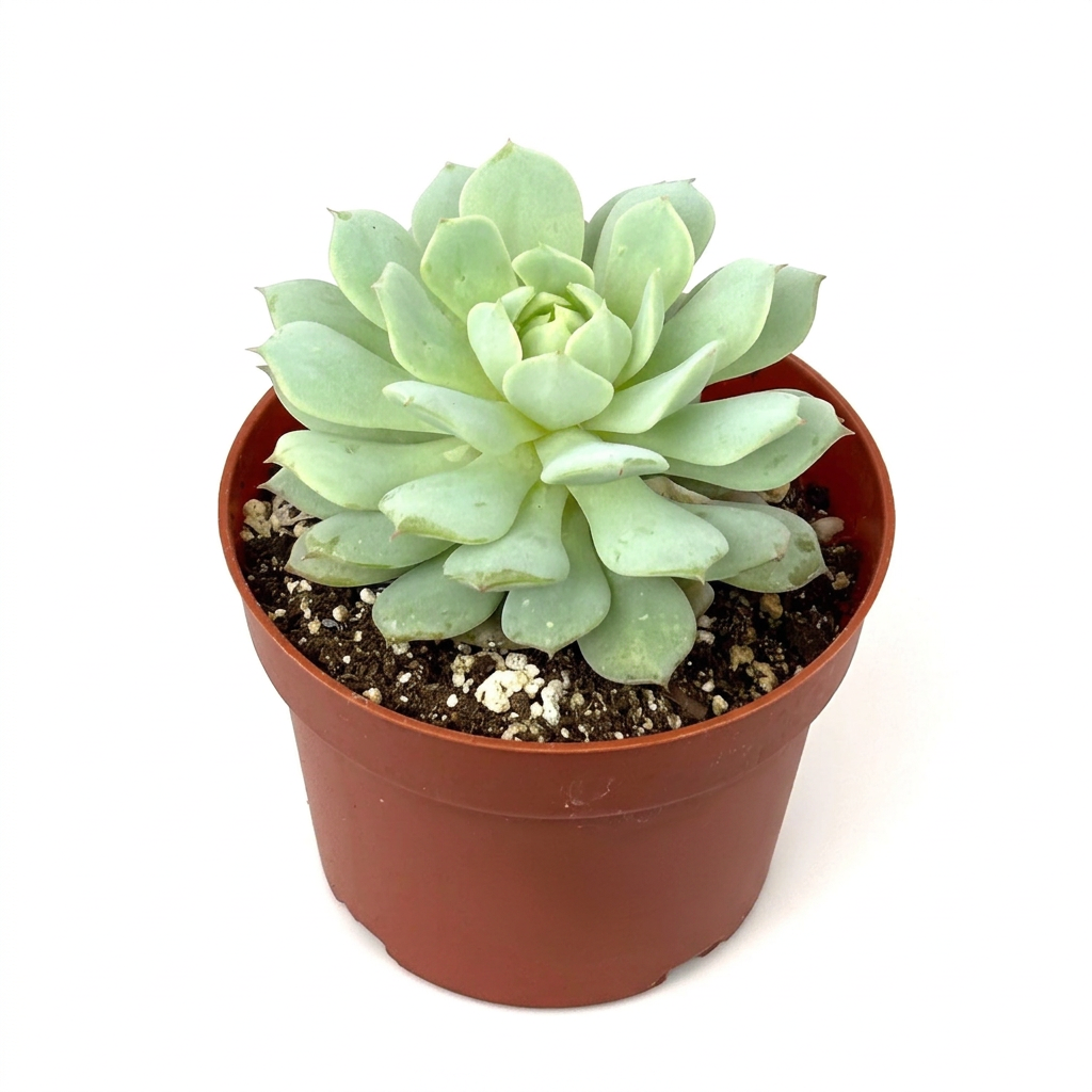 Echeveria derenbergii Painted Lady succulent in a brown nursery pot on a white studio background.