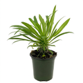 Young Madagascar Palm Pachypodium lamerei in a 4-inch nursery pot against white