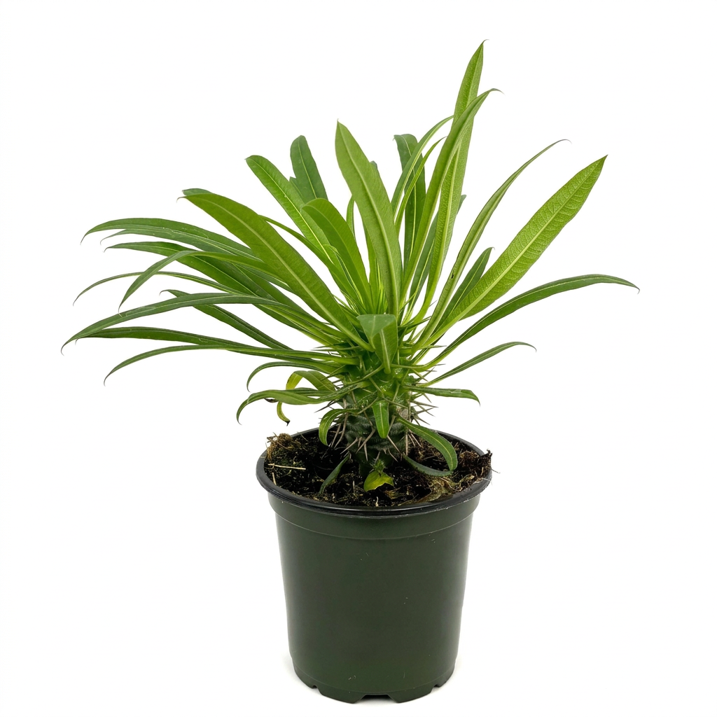 Young Madagascar Palm Pachypodium lamerei in a 4-inch nursery pot against white