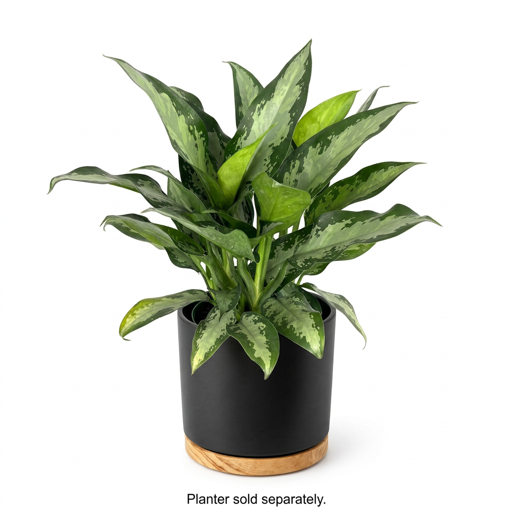 Chinese Evergreen Jubilee styled in a black OSLO planter on a white background; decorative planter sold separately