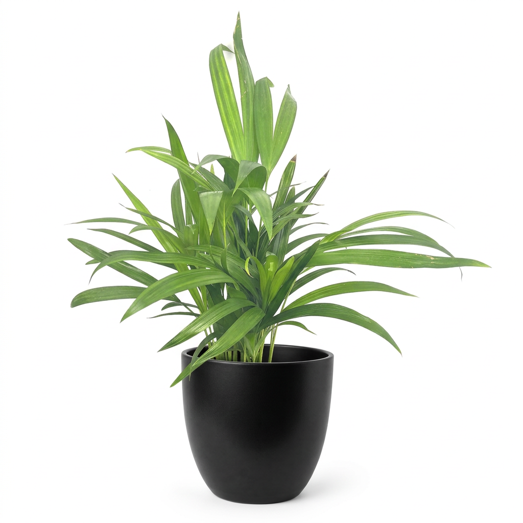 Areca Palm styled in a black 6-inch BASEL planter; decorative planter sold separately