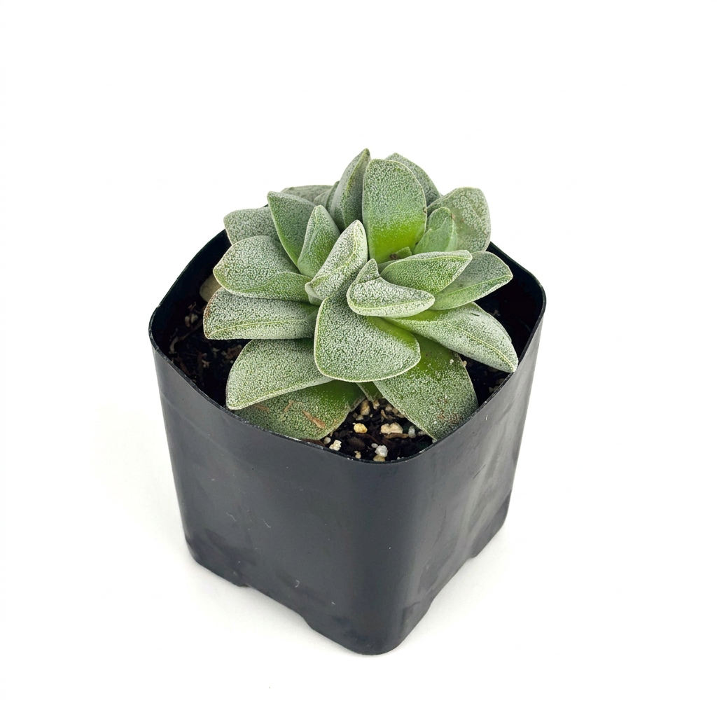Crassula Morgan’s Beauty with thick silver-green leaves in a 2-inch nursery pot on a white studio background