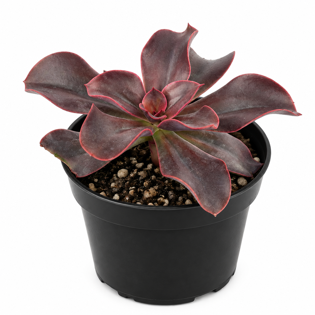 Red Barron Echeveria with burgundy pink-edged rosette in black 4-inch grow pot