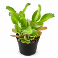 Mother of Thousands with leaf-edge plantlets in a black 4-inch nursery pot on white