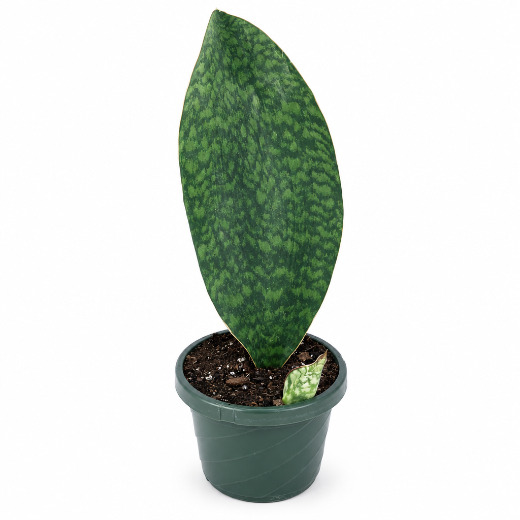 Shark Fin Snake Plant with broad mottled leaf and small emerging leaf in 6-inch nursery pot