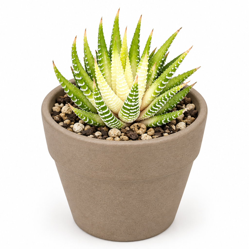 Variegated Zebra Haworthia planted directly in a taupe clay pot, with pointed variegated leaves and white zebra marks