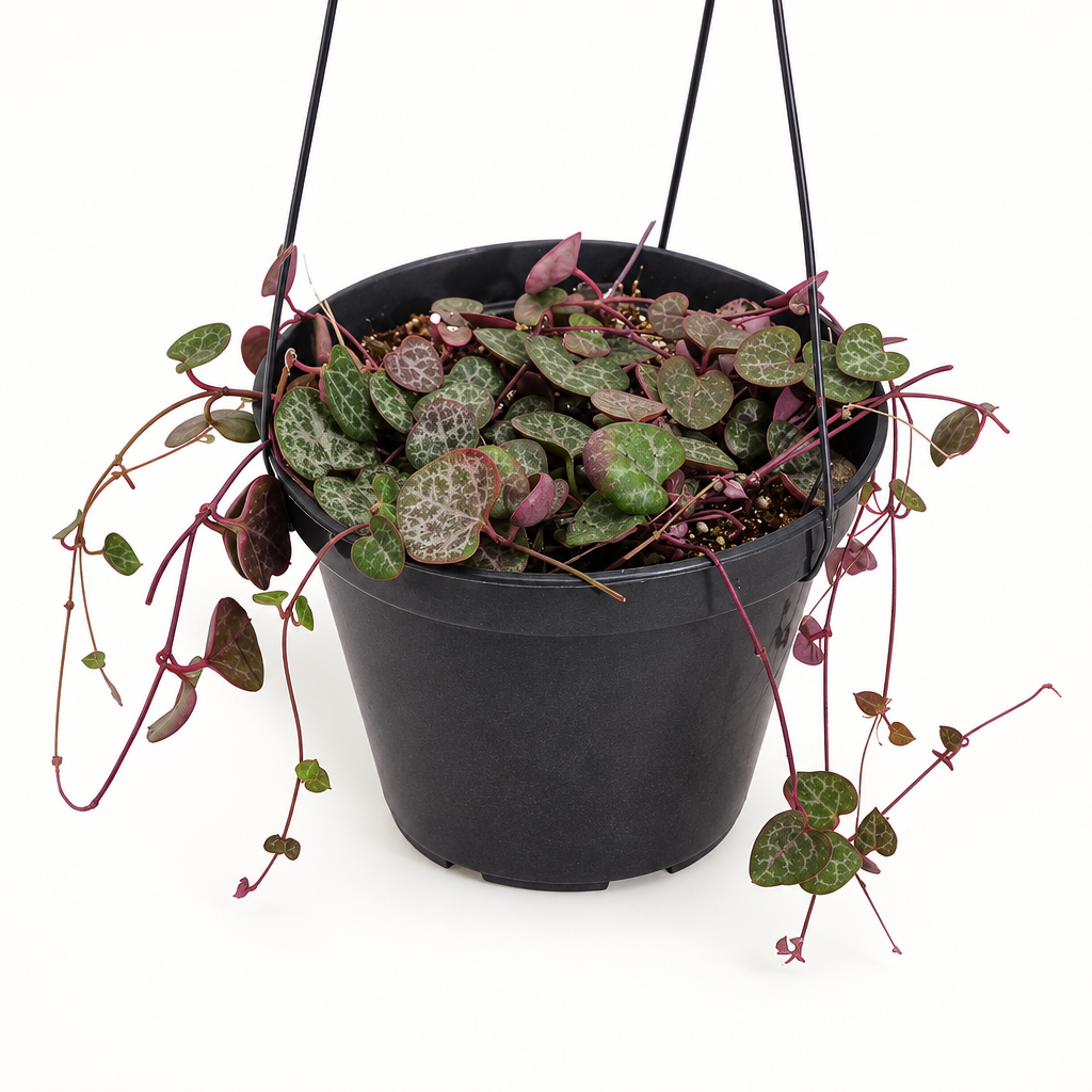 String of Hearts with patterned heart leaves in 6-inch hanging nursery pot
