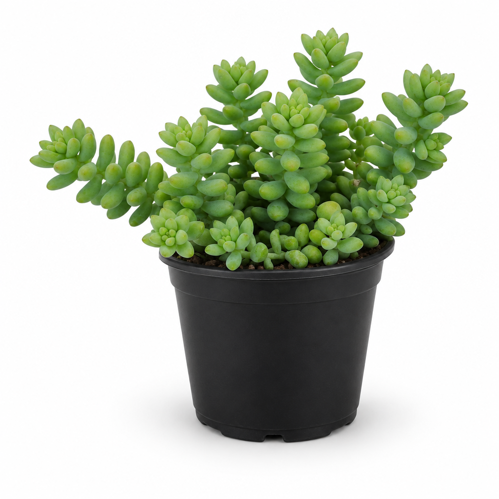 Young Donkey Tail Sedum with plump green leaves in a nursery pot on white background