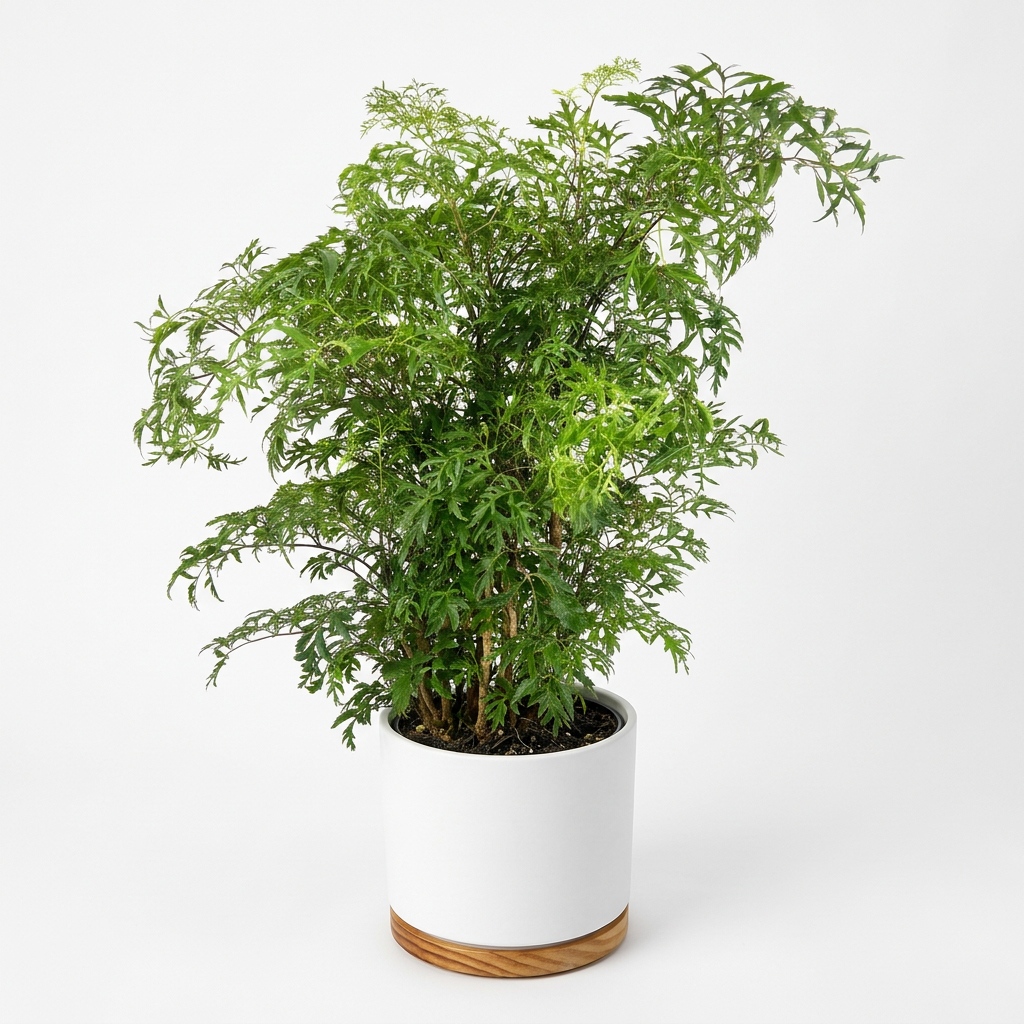 Ming Aralia Stump styled in a white OSLO decorative planter with wooden base, sold separately
