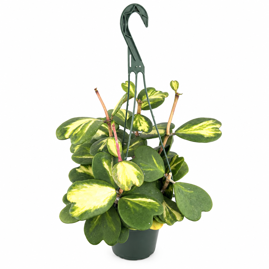 Reverse-variegated Hoya kerrii with green and yellow heart leaves in 6-inch hanging pot