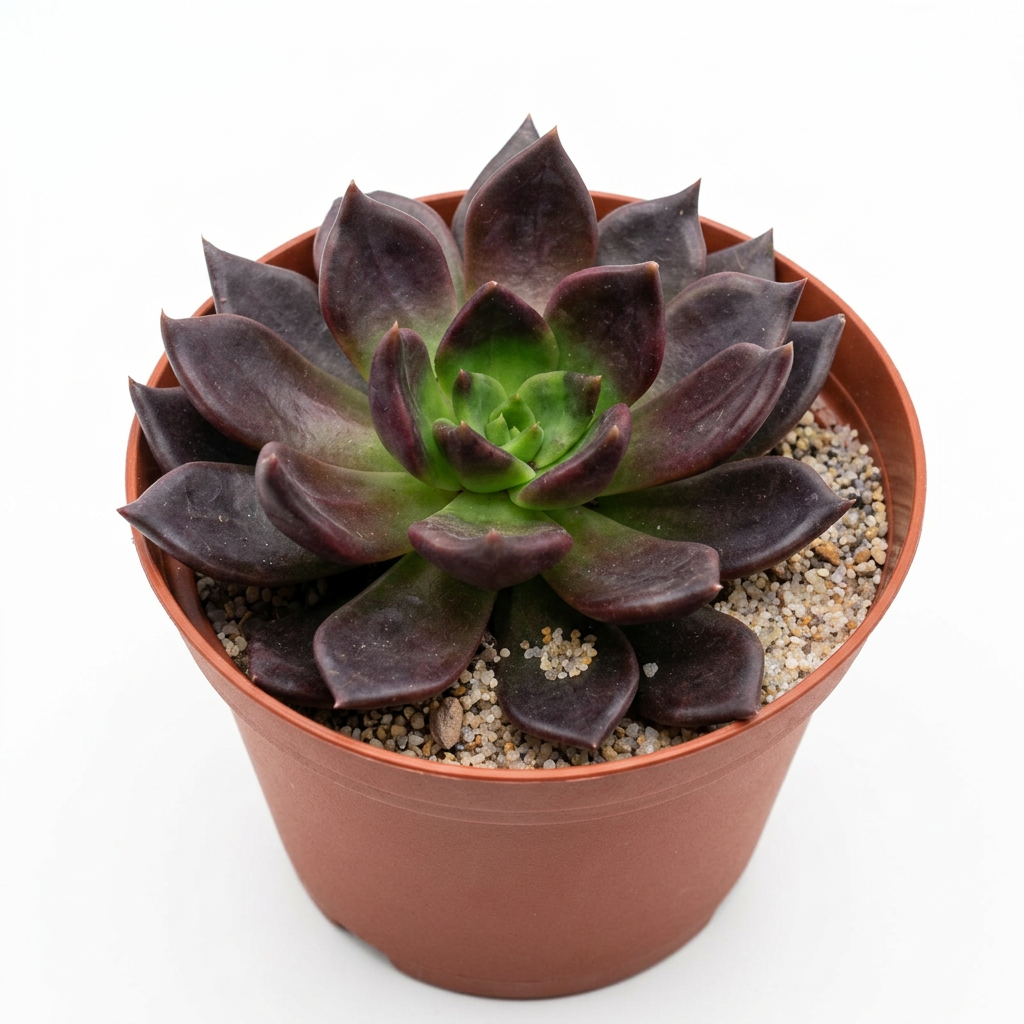 Echeveria Black Prince with burgundy-purple leaves and a green center in a 4-inch nursery pot on white