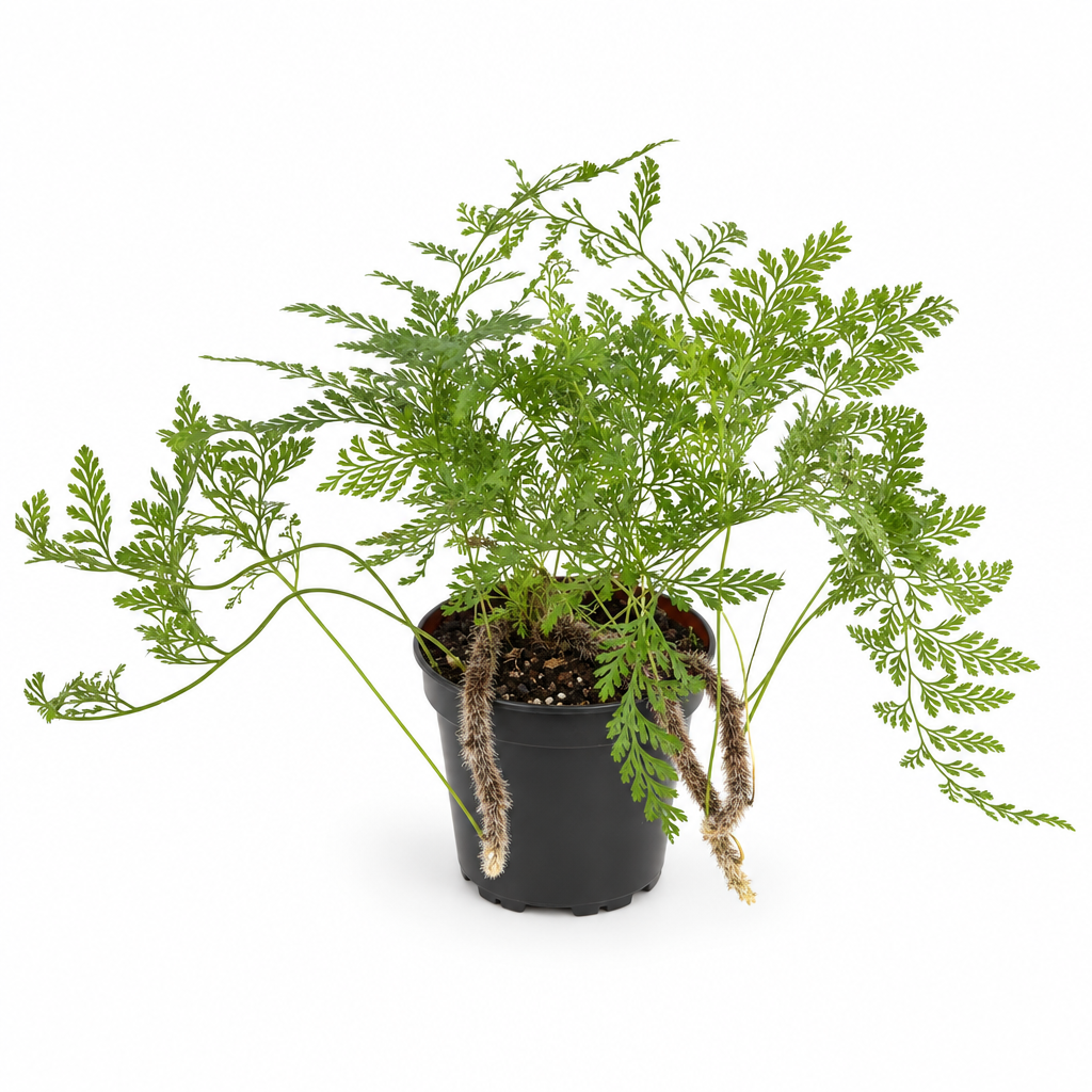 Rabbit’s Foot Fern with lacy green fronds and fuzzy rhizomes in black 4-inch nursery pot