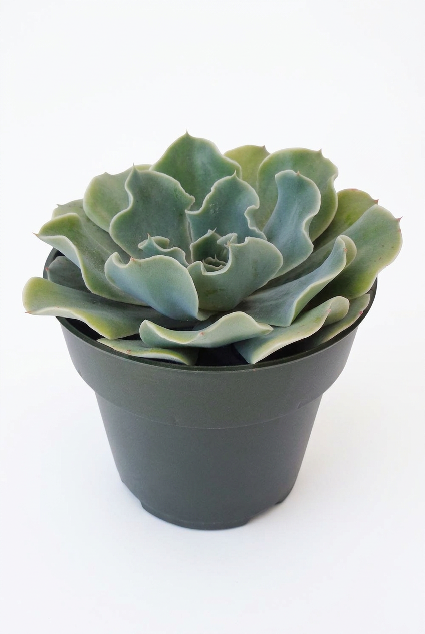 Echeveria glauca Blue Rose with broad wavy blue-green leaves in a dark 4-inch nursery pot against white.