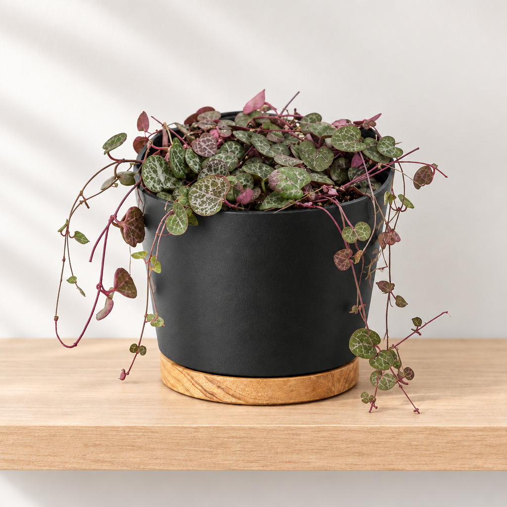 String of Hearts styled in separately sold black Oslo planter with wood-grain base