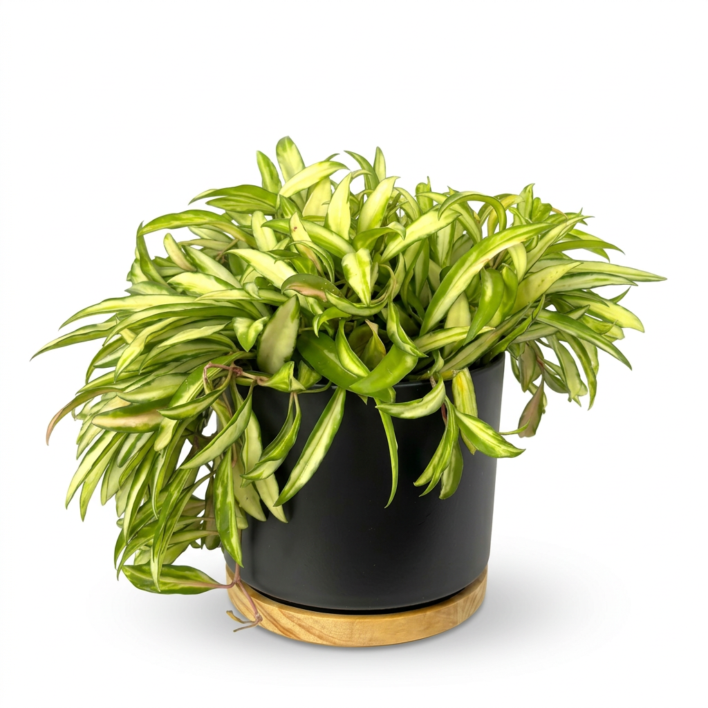 Variegated Hoya Wayetii styled in a black OSLO 6-inch planter with a wood-grain base on white; planter sold separately.