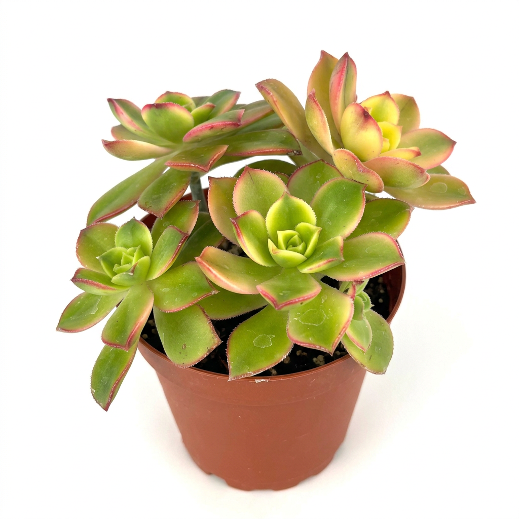 Aeonium Kiwi with clustered green-and-yellow rosettes and pink edges in a 4-inch nursery pot against a white background