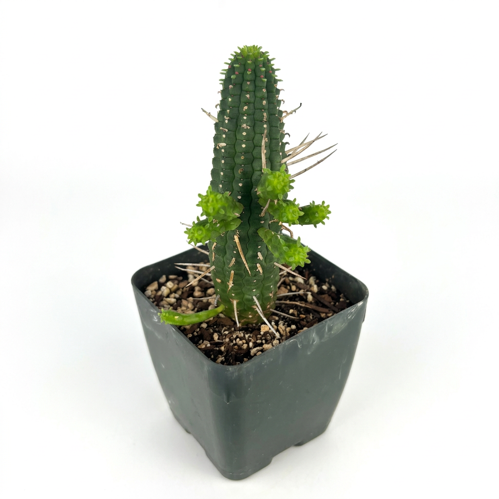 Corn Cob Euphorbia mammillaris with upright ribbed green stem and offsets in a 4-inch nursery pot on white.