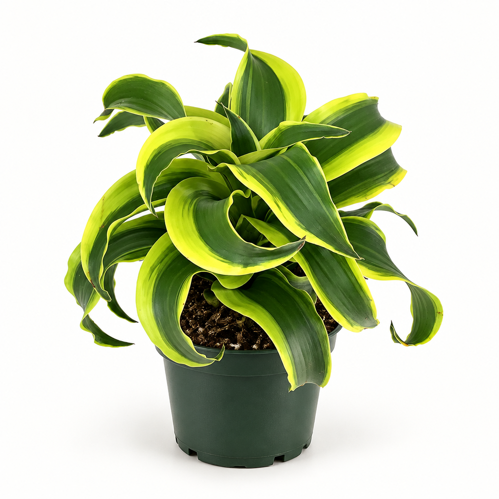 Dracaena Tornado with curled green-and-yellow leaves in a 4-inch nursery pot on a white background