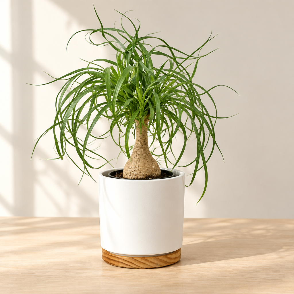 White Oslo 6-inch planter with wood-grain base styled with a ponytail palm indoors; plant sold separately