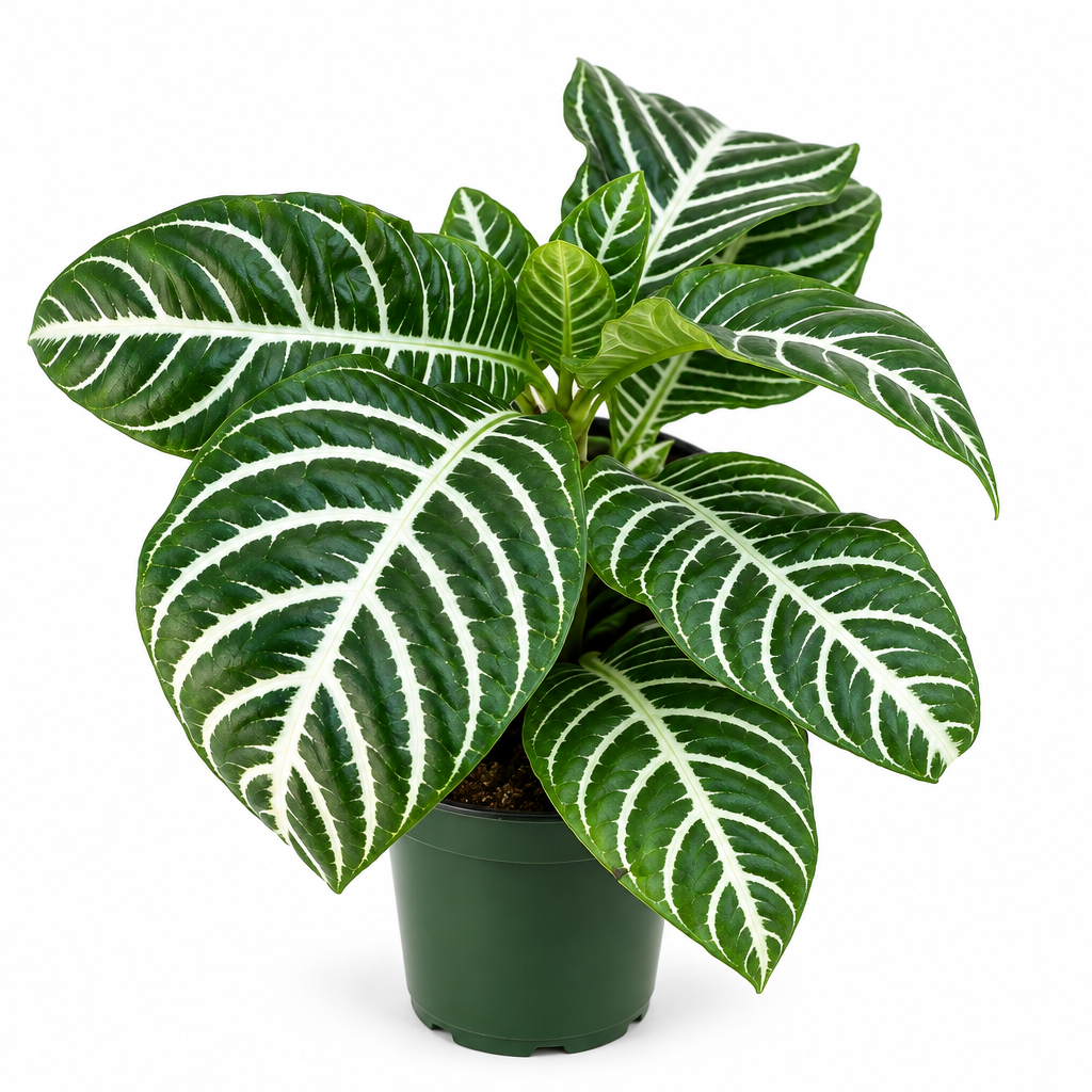 Aphelandra zebra plant with dark green leaves and pale veins in a nursery pot on white
