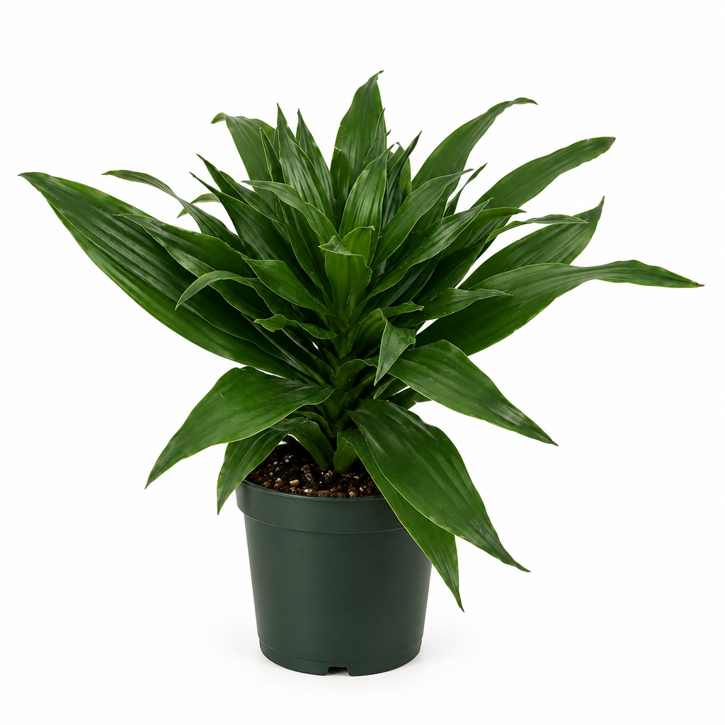 Dark green Dracaena Craigii Compacta in 4-inch nursery pot on white