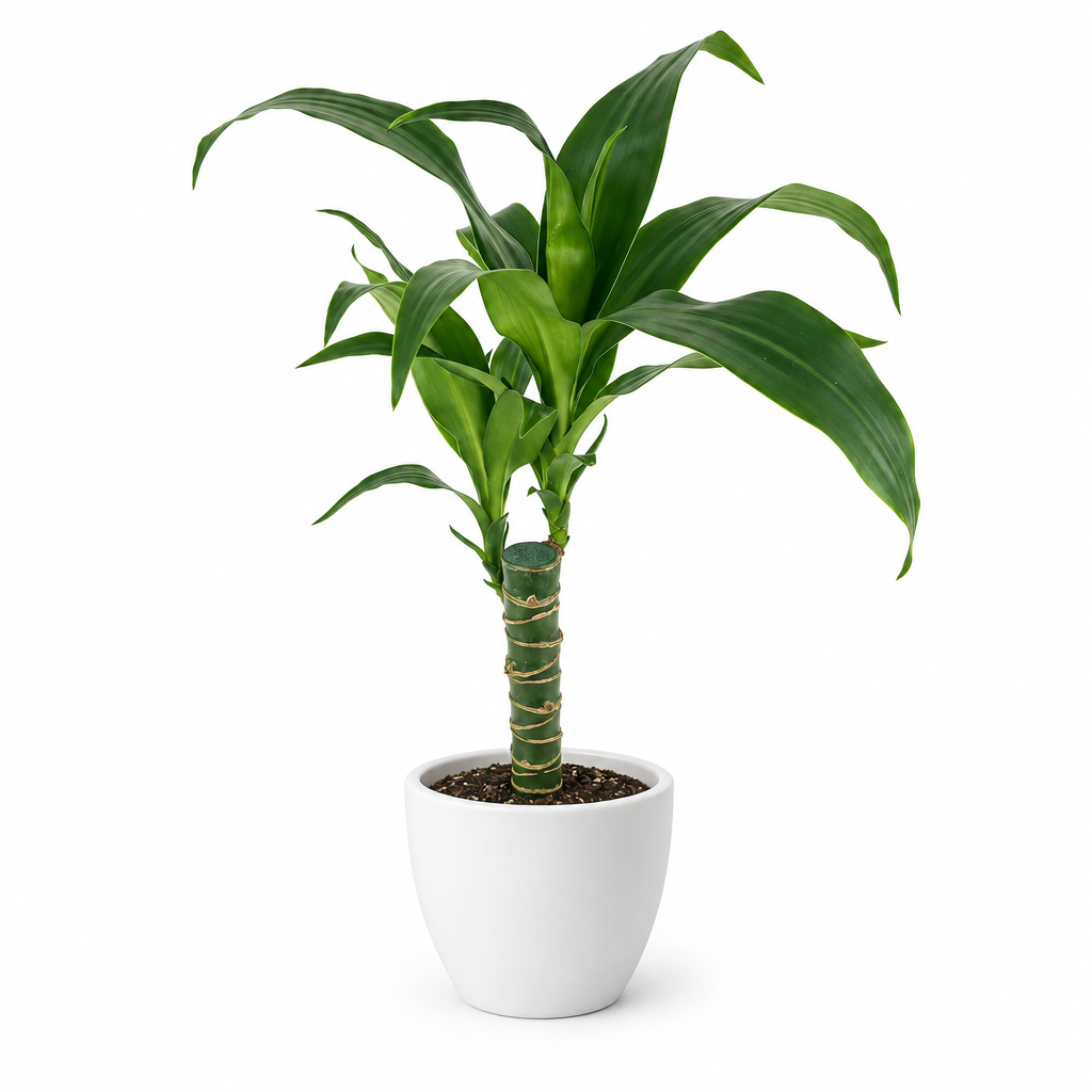 Dracaena Black Beauty Cane styled in a white BASEL 4.7-inch planter; planter sold separately