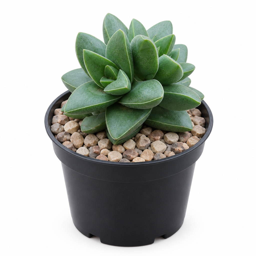 Crassula Springtime succulent in its black nursery pot on a white background