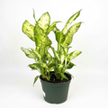 Dieffenbachia Amy with cream-and-green patterned leaves in a 6-inch nursery pot against a white background