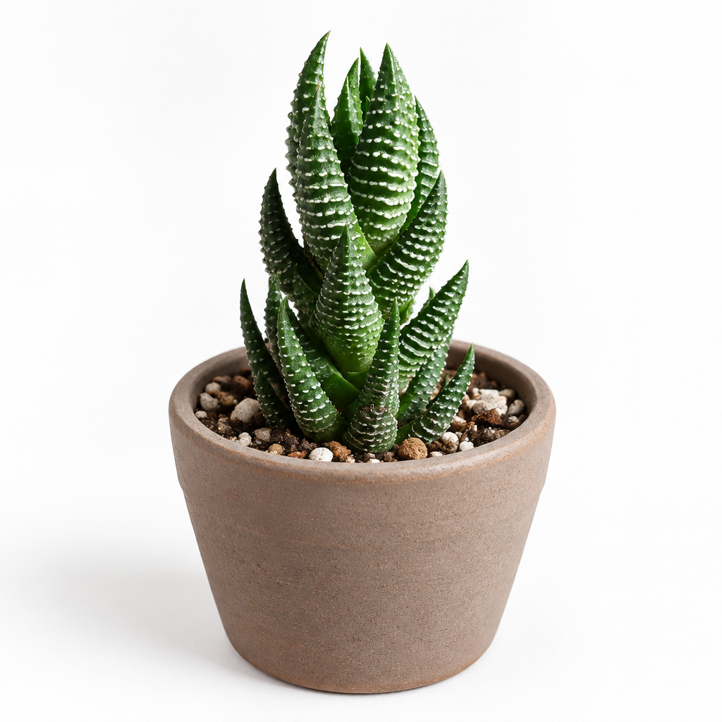 Haworthia reinwardtii directly planted in taupe terracotta on white