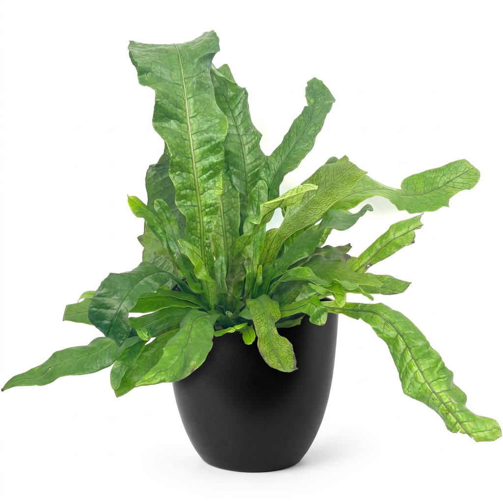 Crocodile Fern styled in a black 6-inch BASEL planter; decorative planter sold separately