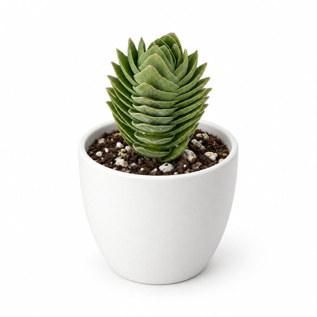 Buddha’s Temple Crassula styled in separately sold white Basel planter