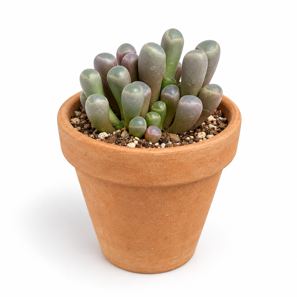 Baby Toes succulent styled in a warm terracotta pot on white