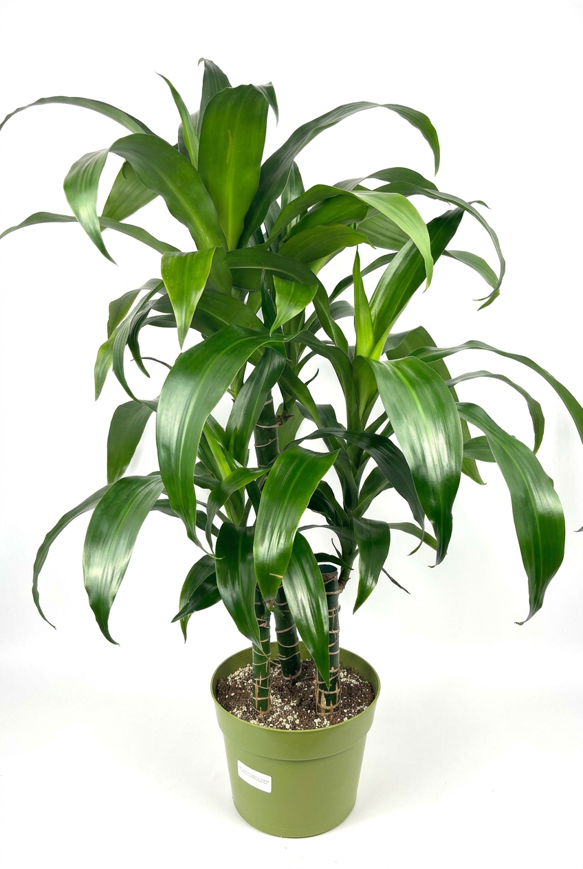 Dracaena Black Beauty XL with three ringed canes and glossy arching green leaves together in one 8-inch green grow pot on white.