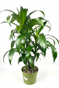Dracaena Black Beauty XL with three ringed canes and glossy arching green leaves together in one 8-inch green grow pot on white.