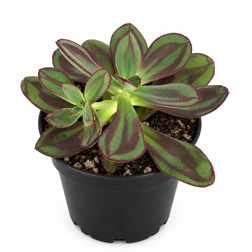 Echeveria nodulosa rosette with green leaves and red-purple markings in a 4-inch black nursery pot on white