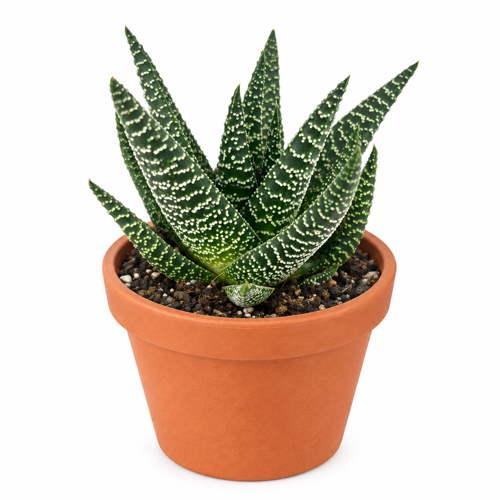 Gasteraloe Okavango directly planted in orange terracotta pot on white; decorative pot not included