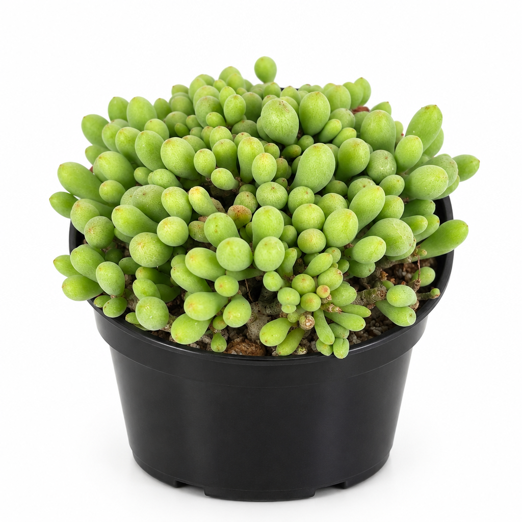 Compact Dragon Egg succulent with egg-shaped leaves in a black 4-inch nursery pot on white