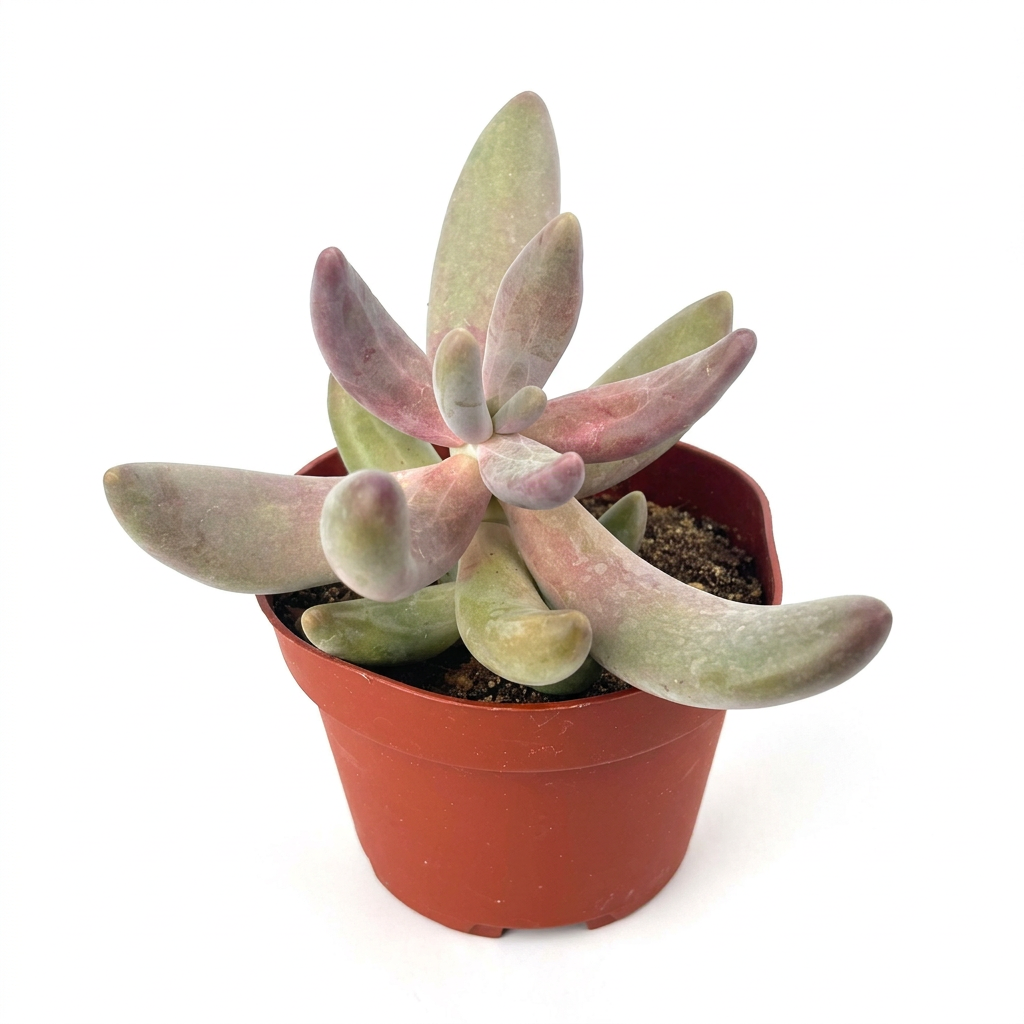 Pachysedum Ganzhou with thick elongated leaves and soft pink blush in a 4-inch nursery pot against a white background