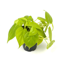 Philodendron Cordatum Neon with chartreuse heart-shaped leaves in a 4-inch nursery pot against a bright studio background